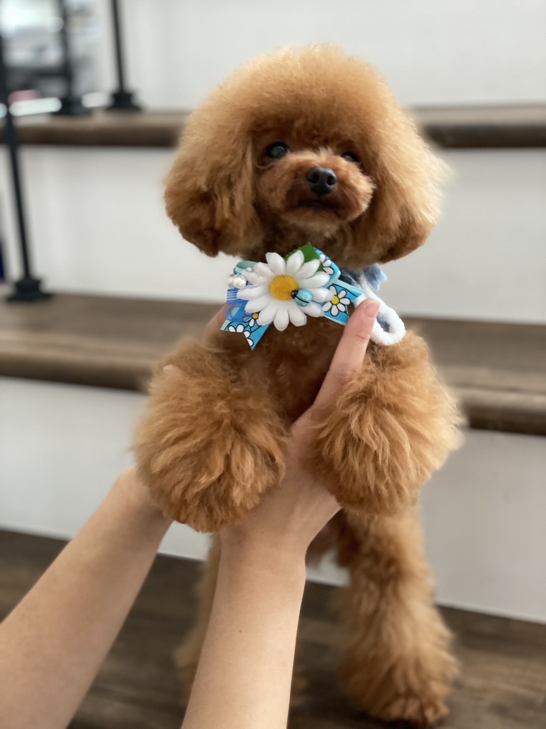 子犬販売TWINKLESNOW & トリミングサロン Petit dog｜岩手県盛岡市