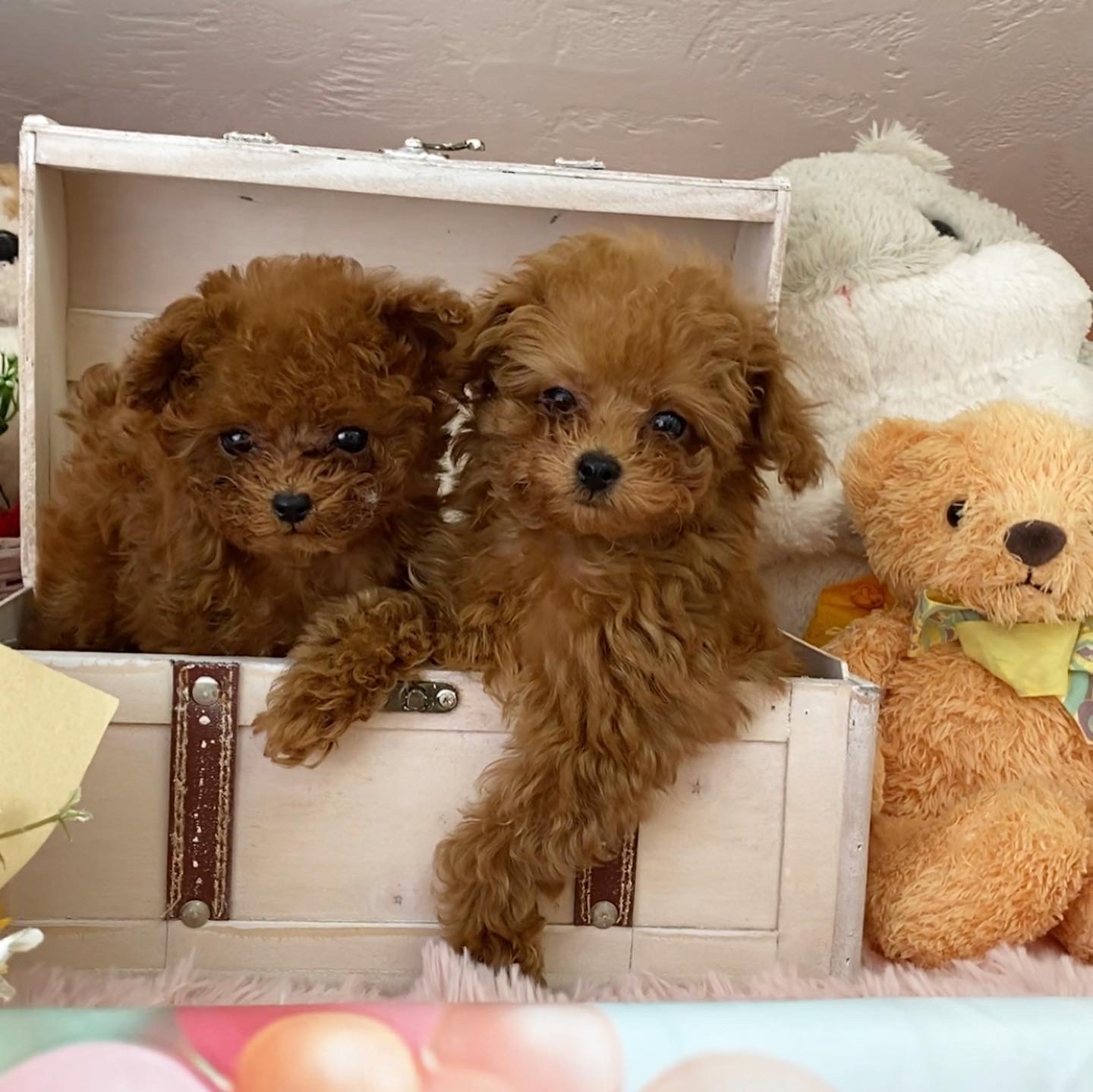 子犬販売TWINKLESNOW & トリミングサロン Petit dog｜岩手県盛岡市