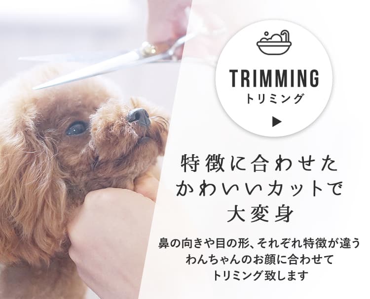 Twinklesnow トリミングサロン Petit Dog 岩手県盛岡市